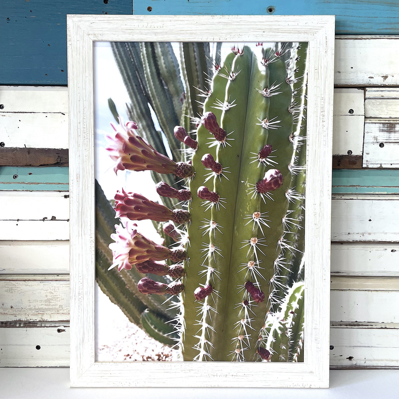 Cactus Blooms