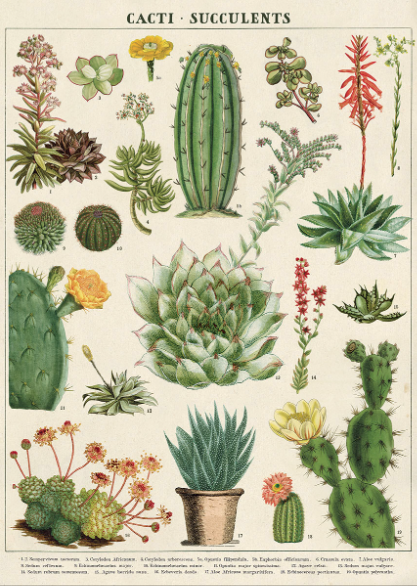 Art Paper - Cactus & Succulents