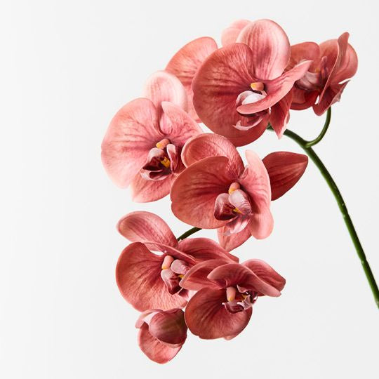 Orchid Phalaenopsis Spray