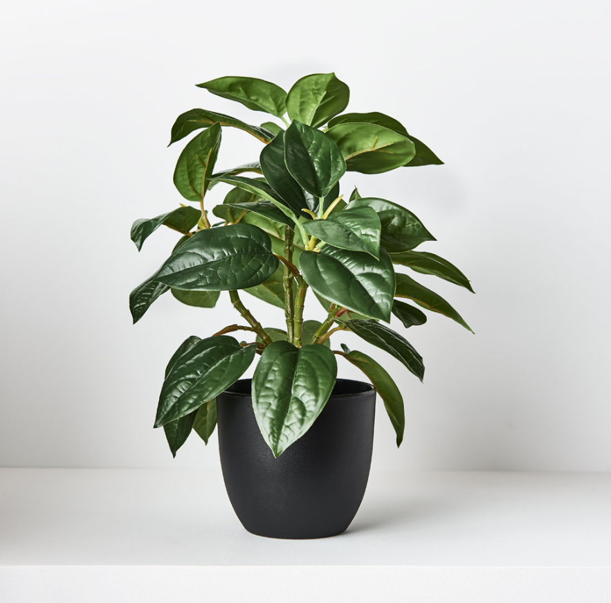 Philodendron in Pot