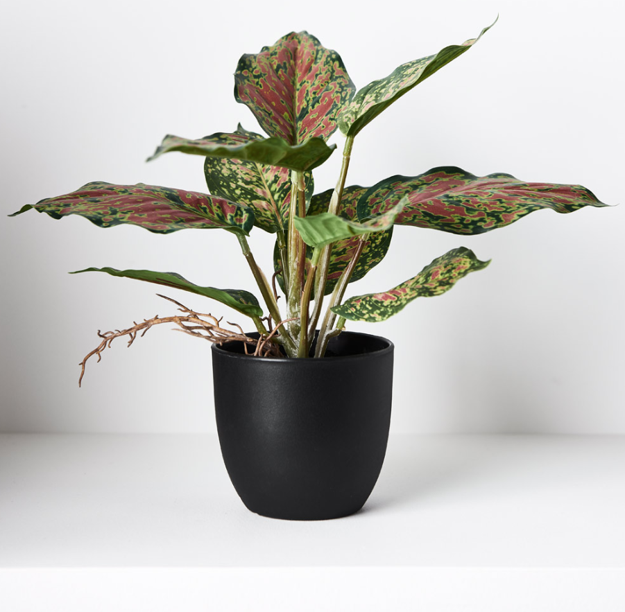 Dieffenbachia Pot