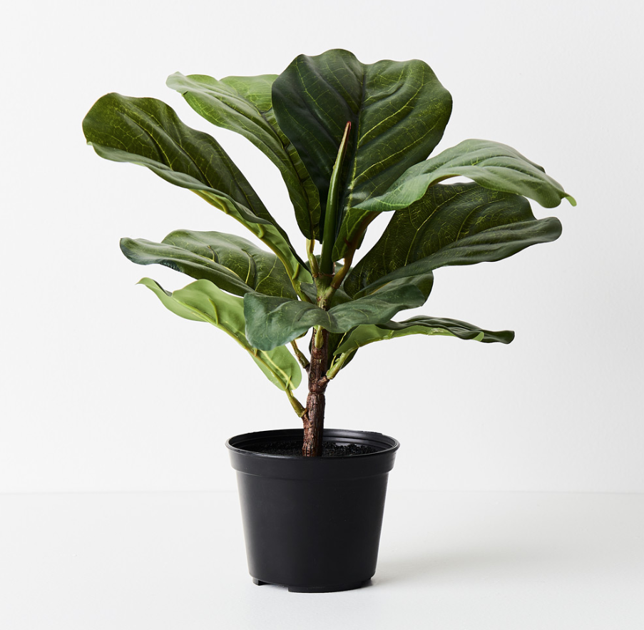 Fiddle Leaf in Pot