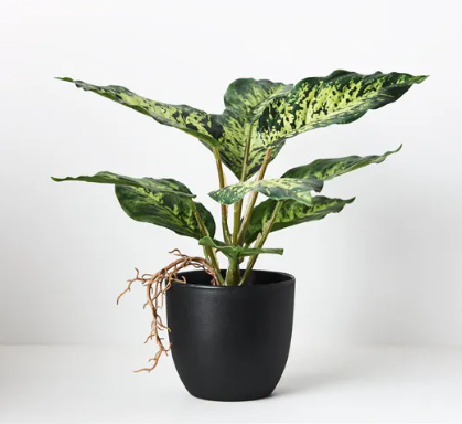 Variegated Dieffenbachia in Pot